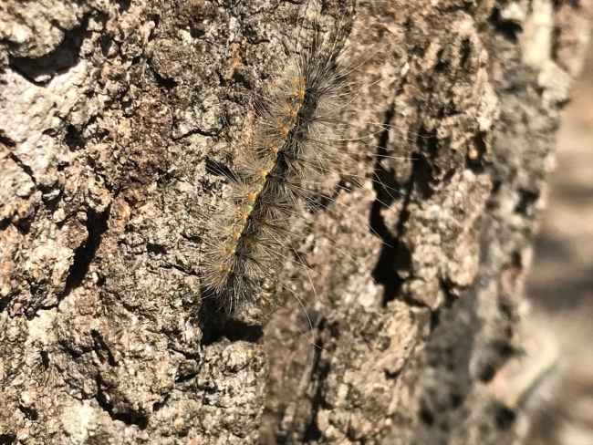 Subasar Ormanı 'Amerikan beyaz kelebeği' tehlikesiyle karşı karşıya